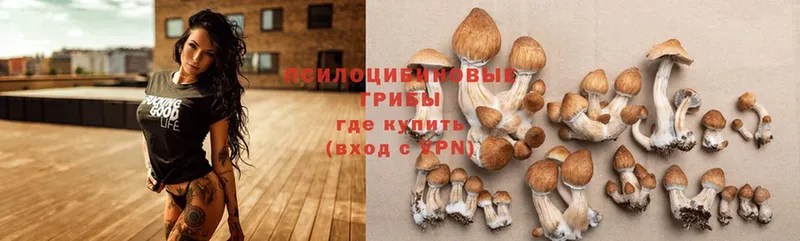 Галлюциногенные грибы Cubensis  omg сайт  Саранск 